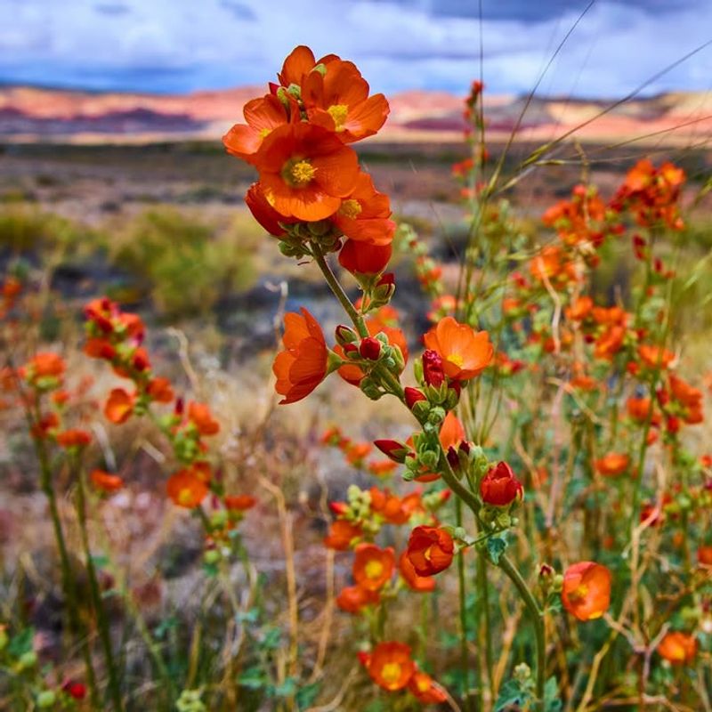 Desert Globemallow Loves Baked Soil