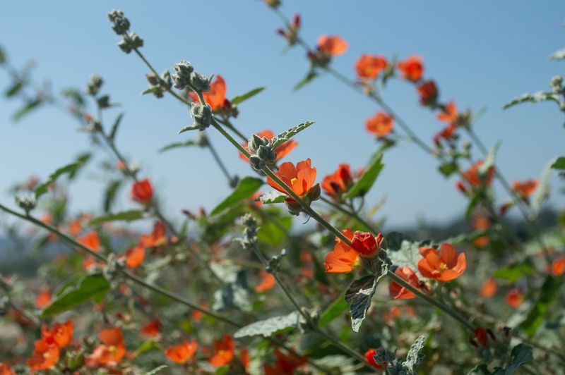 Desert Globemallow Returns In Low-Water Gardens Desert Globemallow Returns In Low-Water Gardens