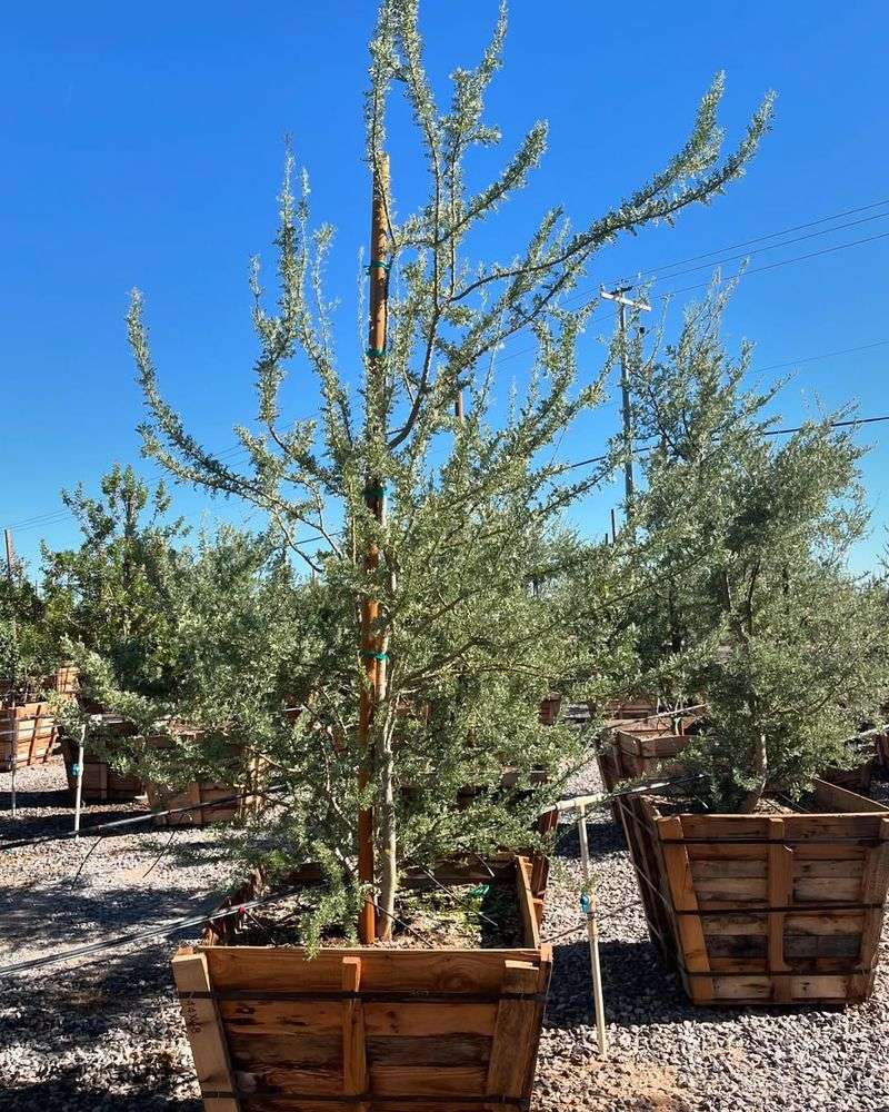 Desert Ironwood Grows A Wide Canopy Desert Ironwood Grows A Wide Canopy