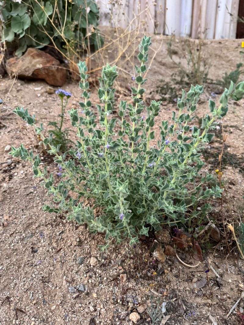 Desert Lavender Keeps Native Charm Desert Lavender Keeps Native Charm
