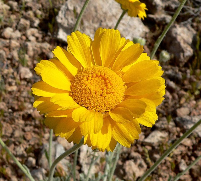Desert Marigold Blooms Through Hot Weather