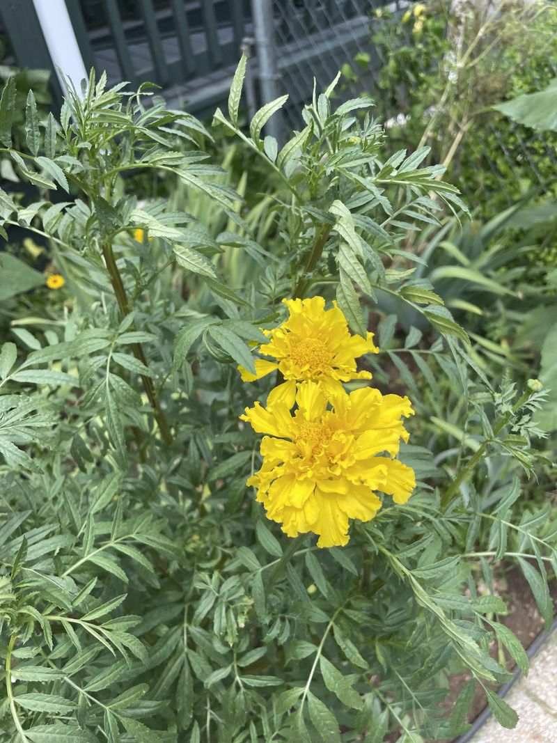 Desert Marigold Loves Lean Soil Desert Marigold Loves Lean Soil