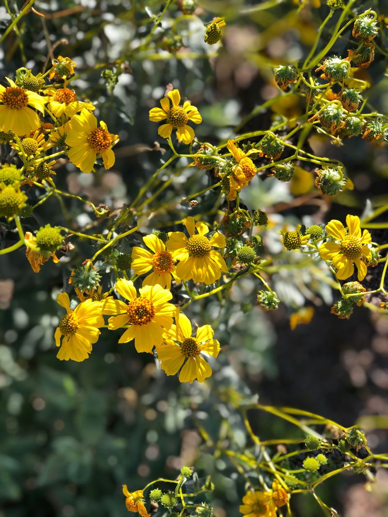 Desert Marigold