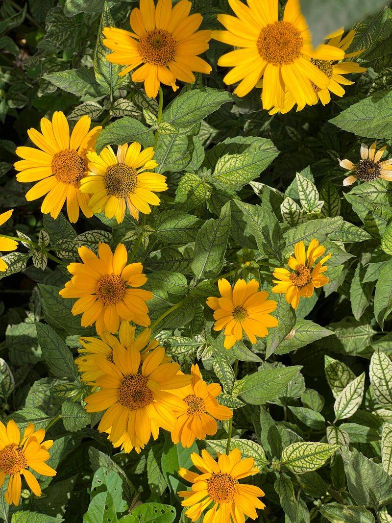 Desert Marigolds And Sunflowers Lead The Late Summer Show
