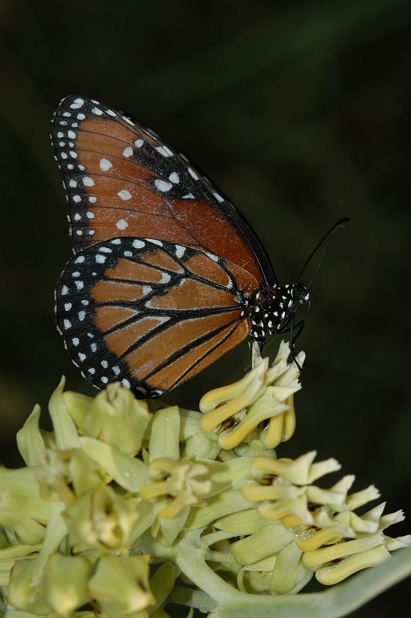 Desert Milkweed Is Essential For Queen Butterflies