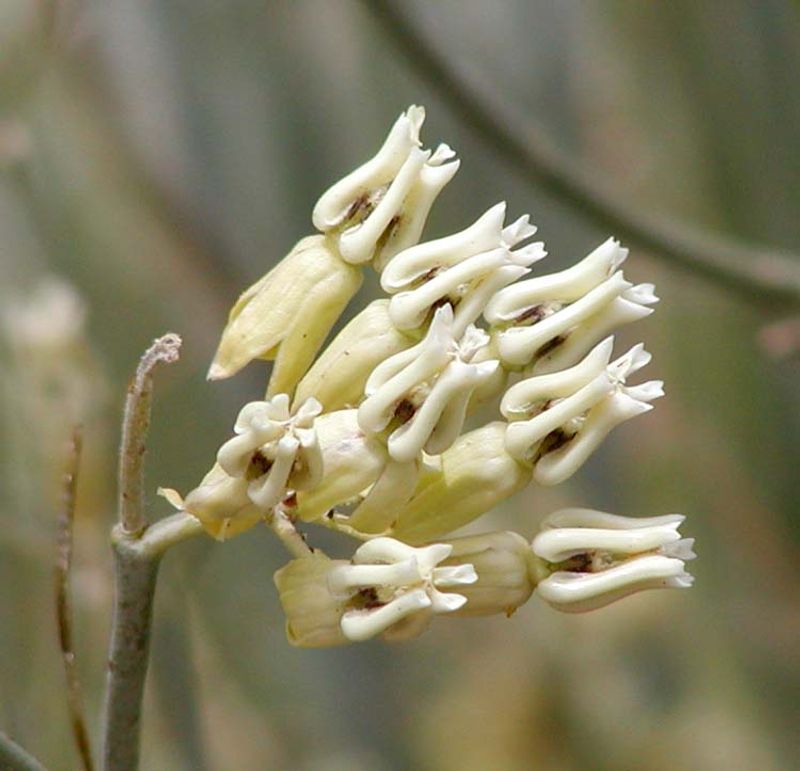 Desert Milkweed Offers The Strongest Queen Butterfly Connection