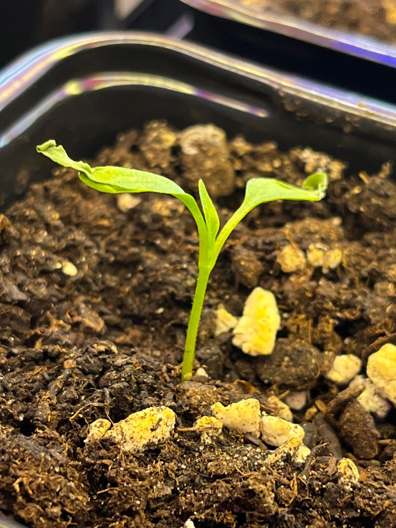 Desert Seeds Wait For The Exact Moisture Signal