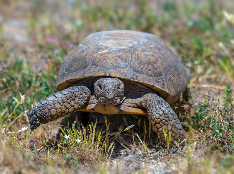 Desert Tortoises Depend On Familiar Burrows For Survival Desert Tortoises Depend On Familiar Burrows For Survival