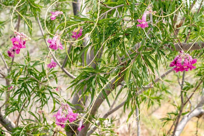Desert Willow Adds Light Shade Without Feeling Heavy Desert Willow Adds Light Shade Without Feeling Heavy