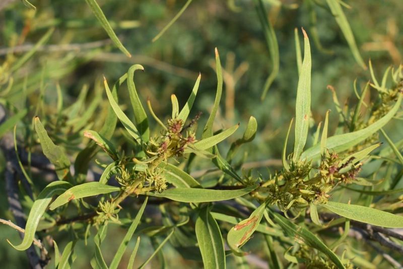 Desert Willow May Shed Leaves Outside Winter Desert Willow May Shed Leaves Outside Winter