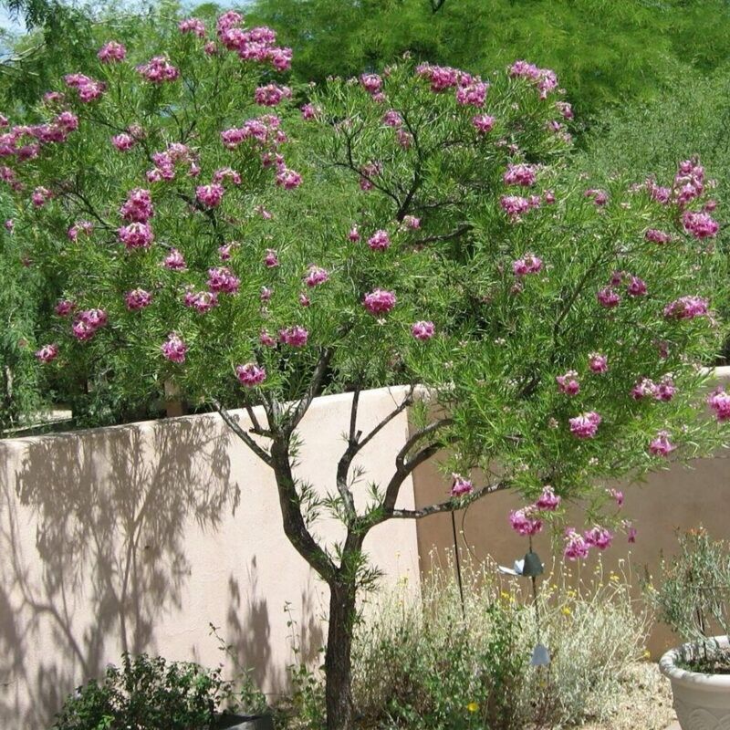 Desert Willow Thrives In Extreme Heat And Full Sun Desert Willow Thrives In Extreme Heat And Full Sun