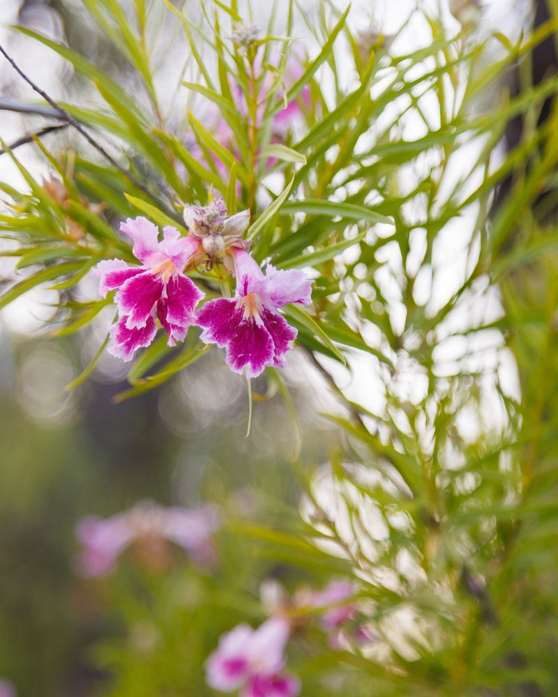 Desert Willow Desert Willow