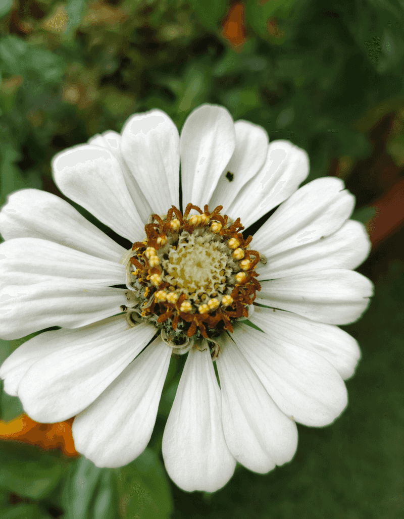 Desert Zinnia Stays Compact Desert Zinnia Stays Compact