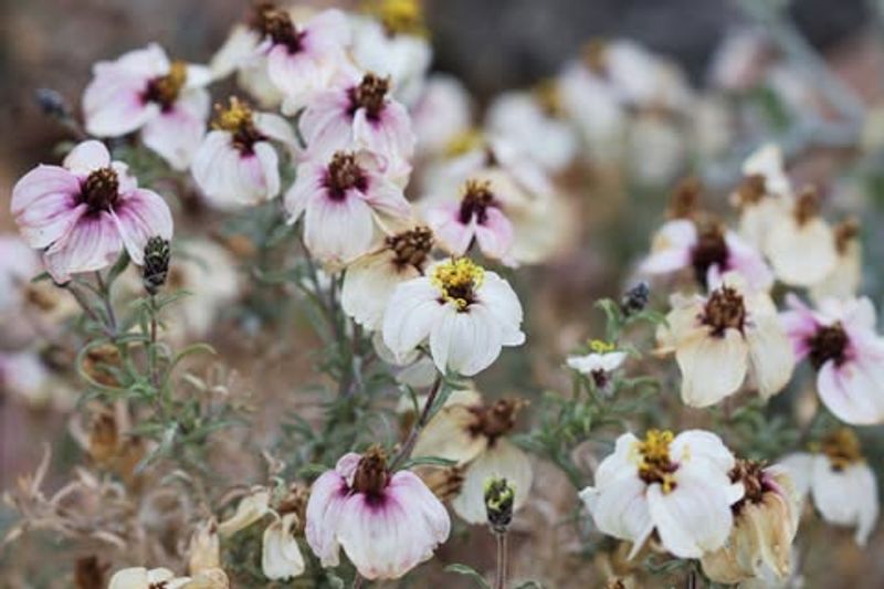 Desert Zinnia Stays Low In Sunny Garden Beds