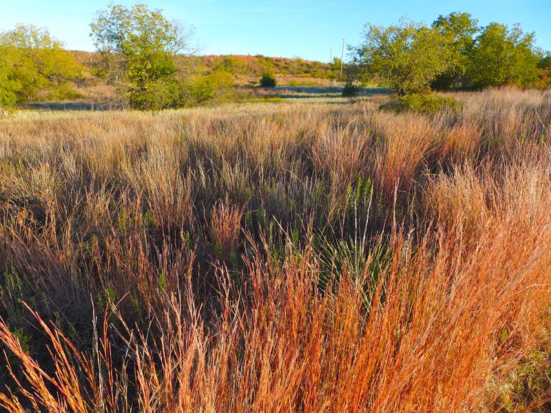 Design A Meadow, Not A Lawn