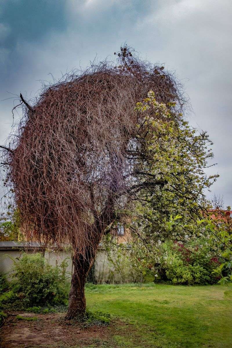 Determine If Canopy Loss Is Under Half Determine If Canopy Loss Is Under Half
