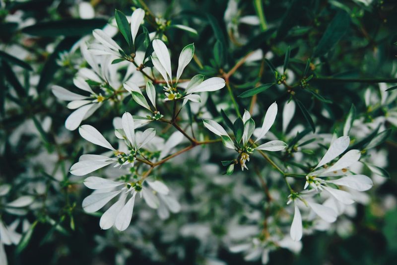 Diamond Frost Euphorbia