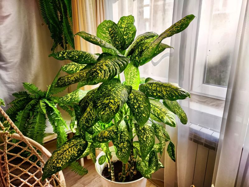 Dieffenbachia Dieffenbachia