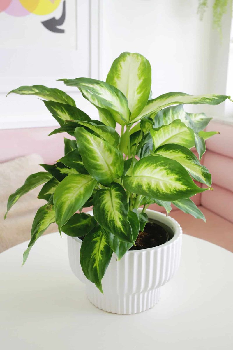 Dieffenbachia Tolerates Lower Light Dieffenbachia Tolerates Lower Light