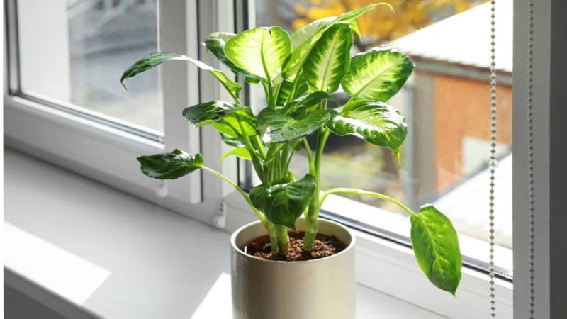 Dieffenbachia