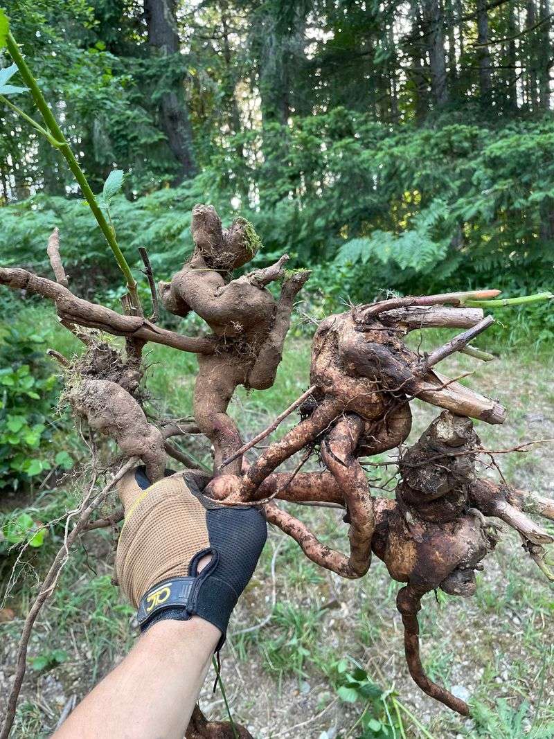 Dig Crowns While Soil Still Gives Dig Crowns While Soil Still Gives