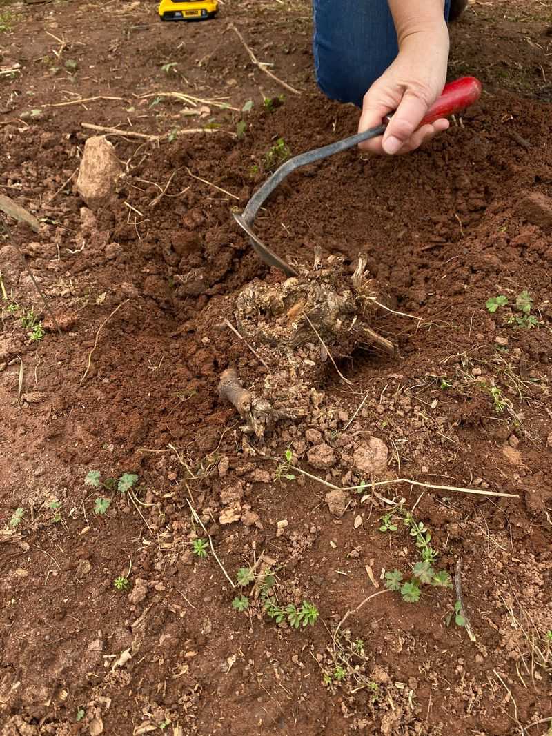 Dig Out The Root Crown Whenever Possible Dig Out The Root Crown Whenever Possible