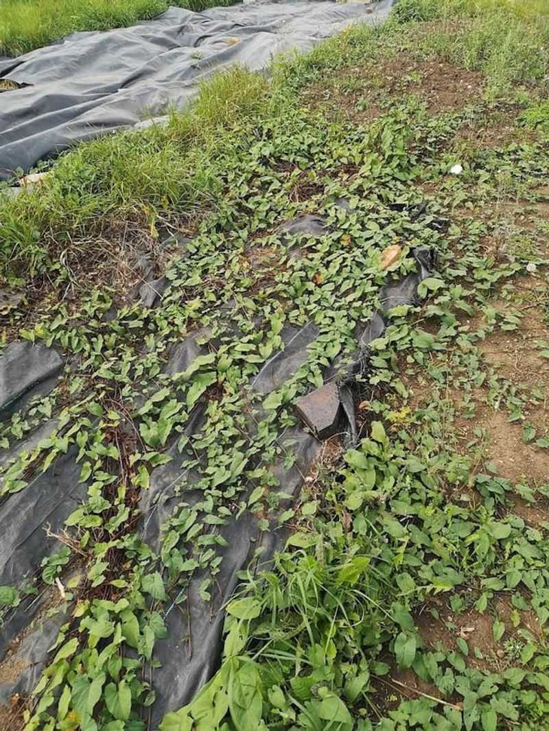 Dig Slowly When Soil Is Moist Dig Slowly When Soil Is Moist