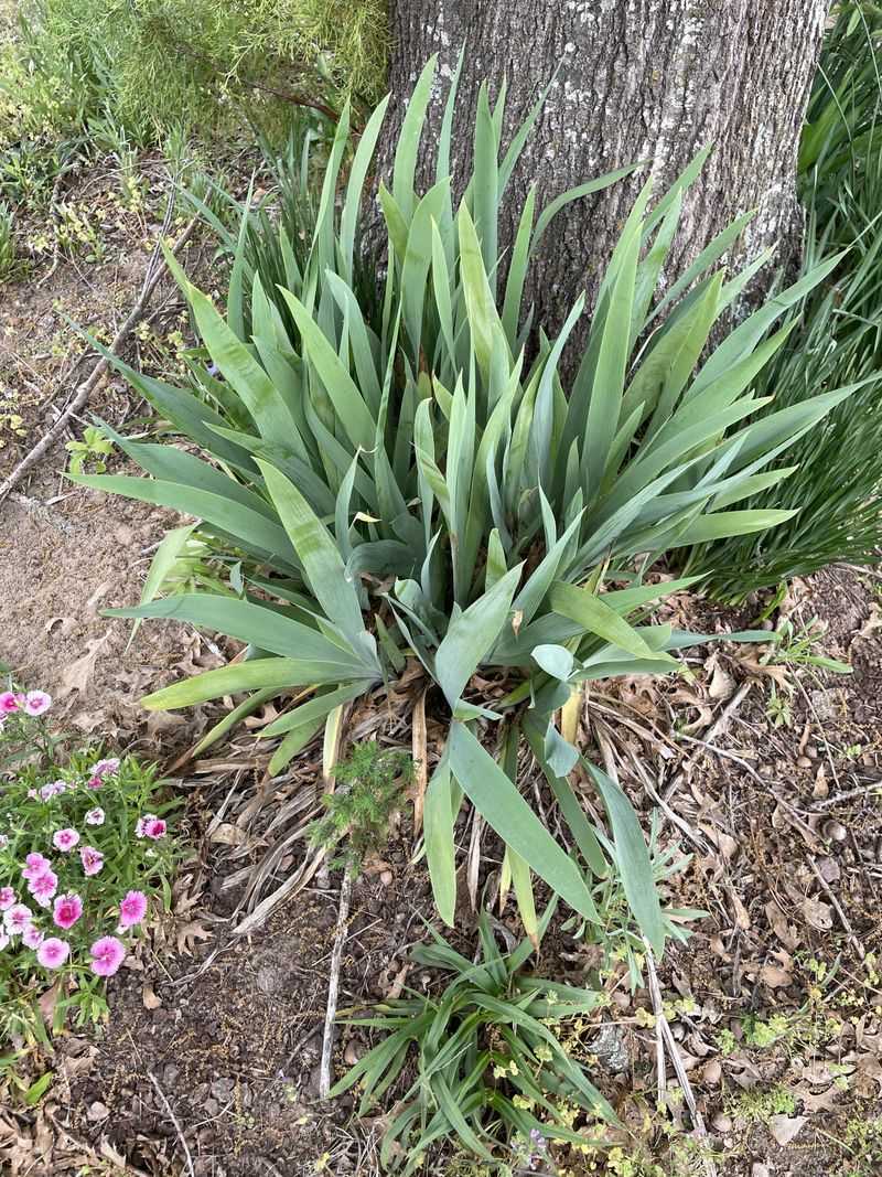 Dig Up The Entire Clump Carefully