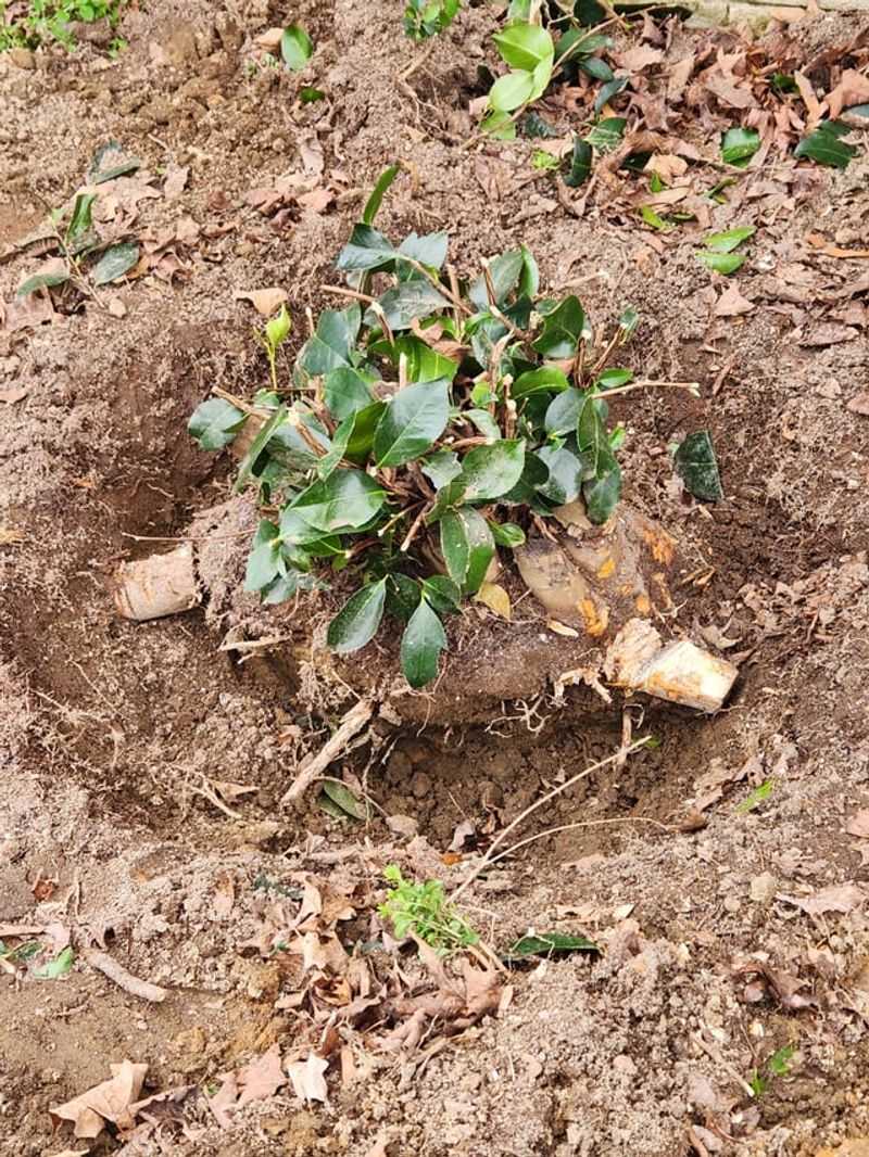 Digging Deep Around Established Trees