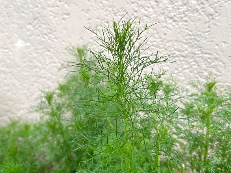 Dill Dill