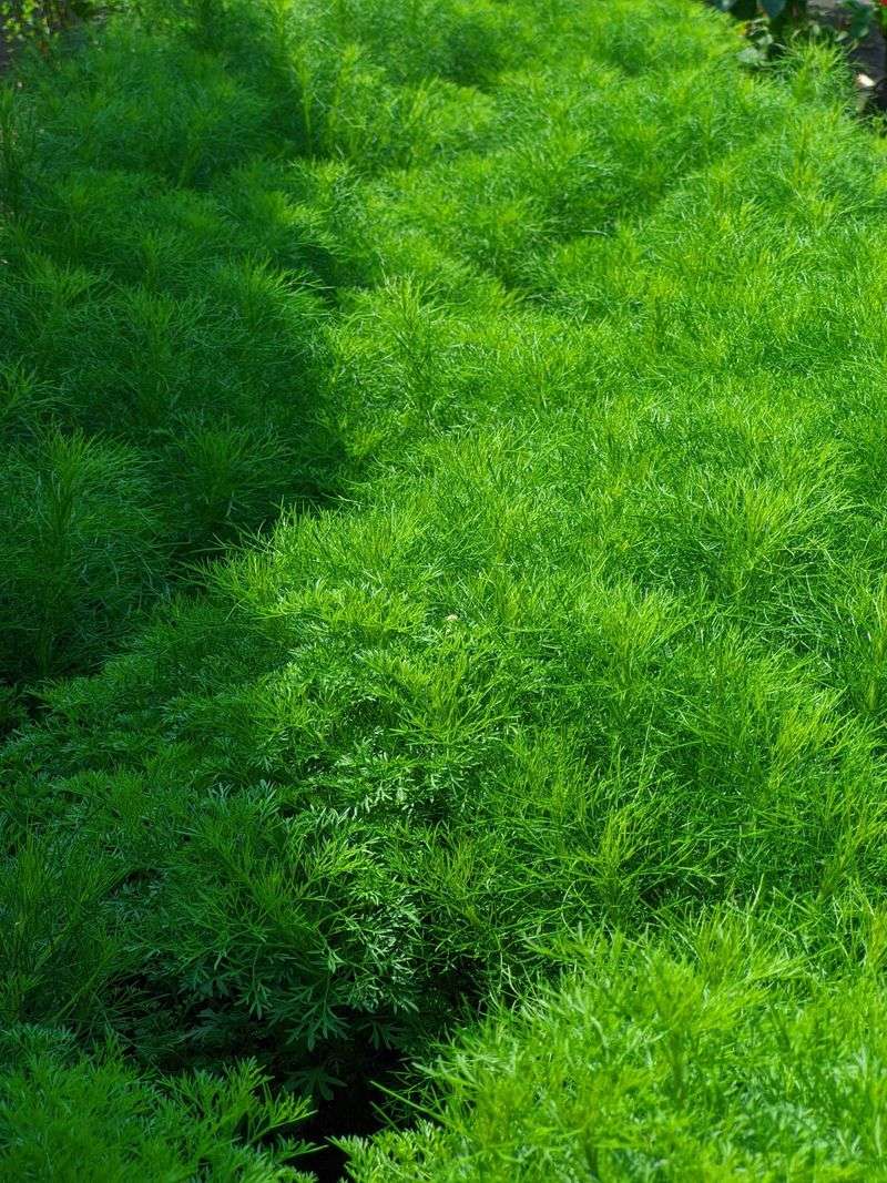 Dill