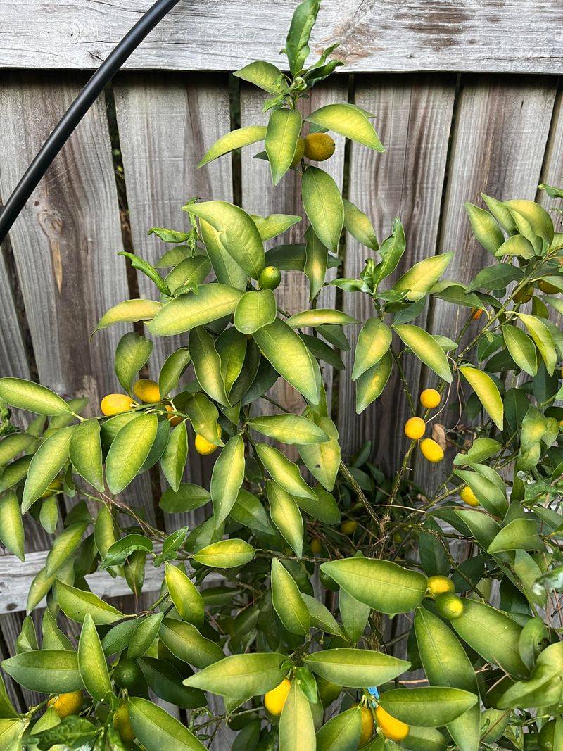 Direct Afternoon Sun Scorches Exposed Fruit