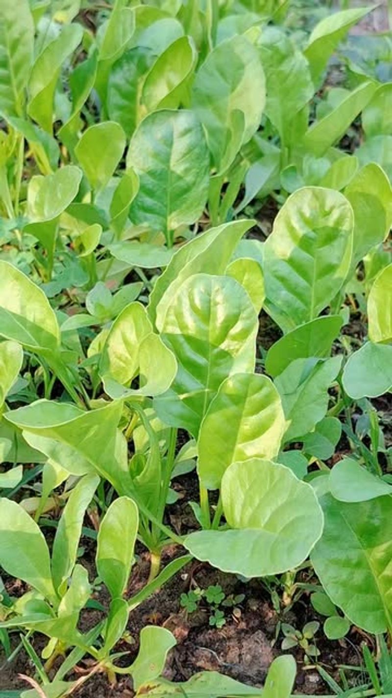 Direct Seeding Makes A Fall Crop Easy To Establish Direct Seeding Makes A Fall Crop Easy To Establish