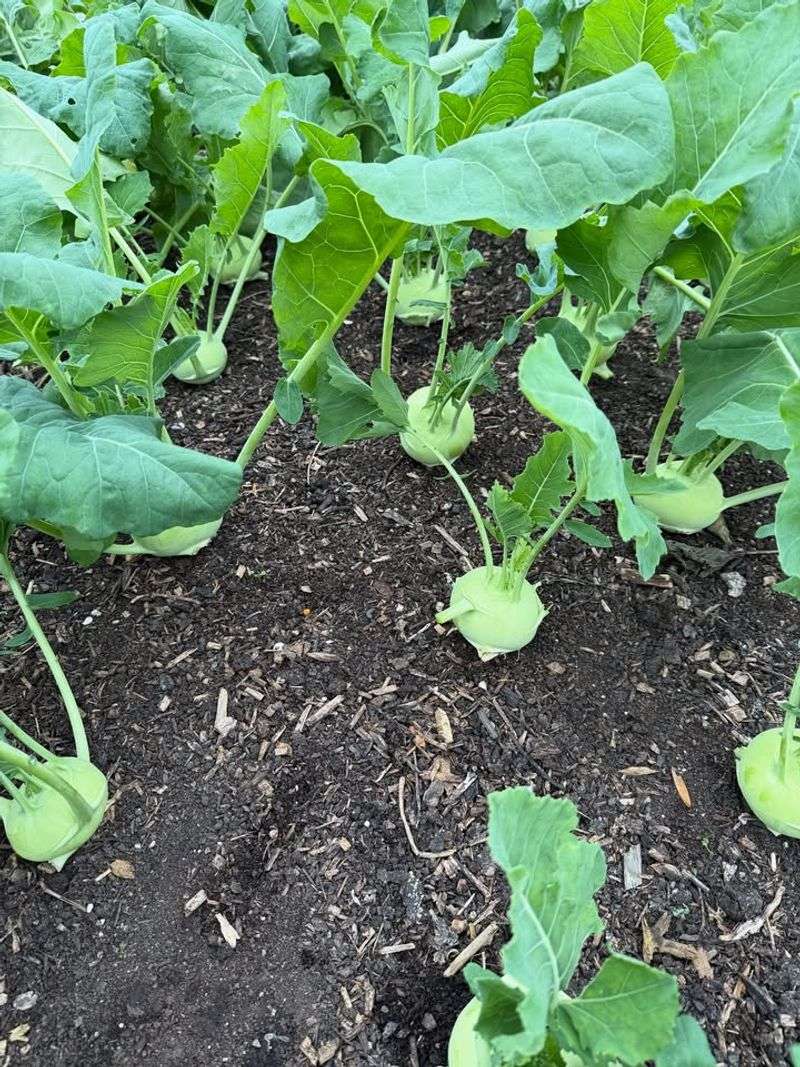 Direct Seeding Makes August Planting Simple