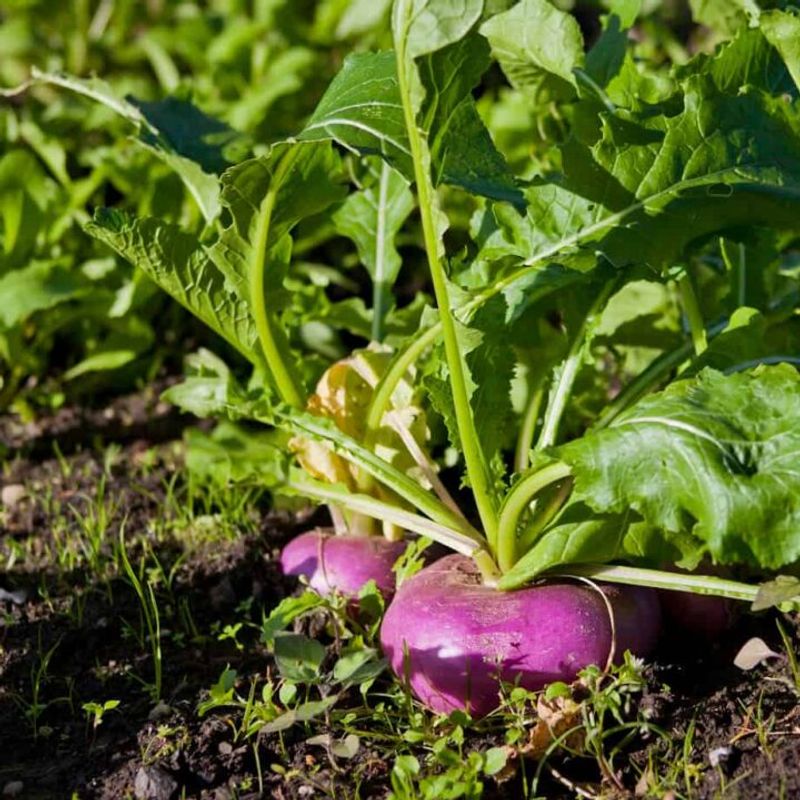 Direct Seeding Makes Planting Simple Direct Seeding Makes Planting Simple