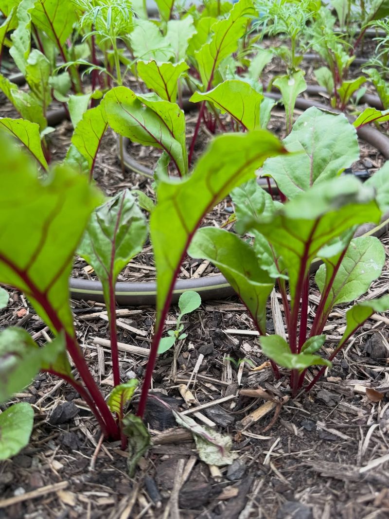 Direct Seeding Protects Developing Roots Direct Seeding Protects Developing Roots