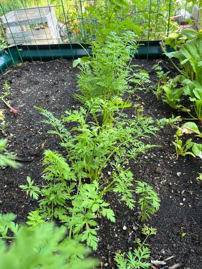 Direct Seeding Protects The Developing Taproot