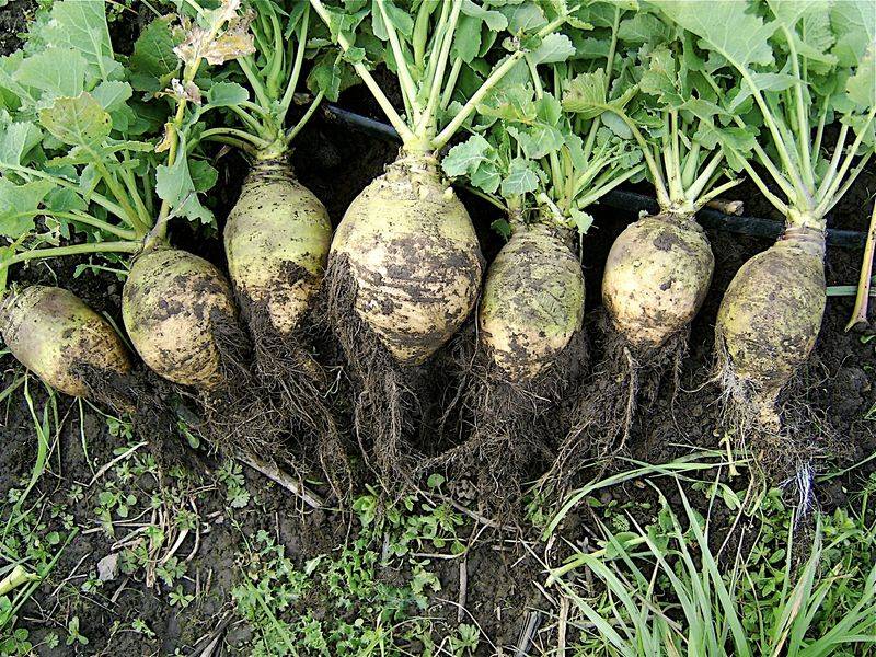 Direct Sowing Protects The Developing Root Direct Sowing Protects The Developing Root