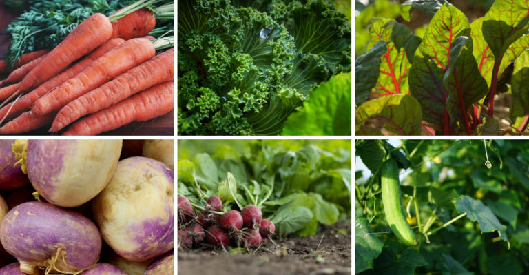 Direct-Sowing Vegetables In July For A Bigger New York Fall Harvest