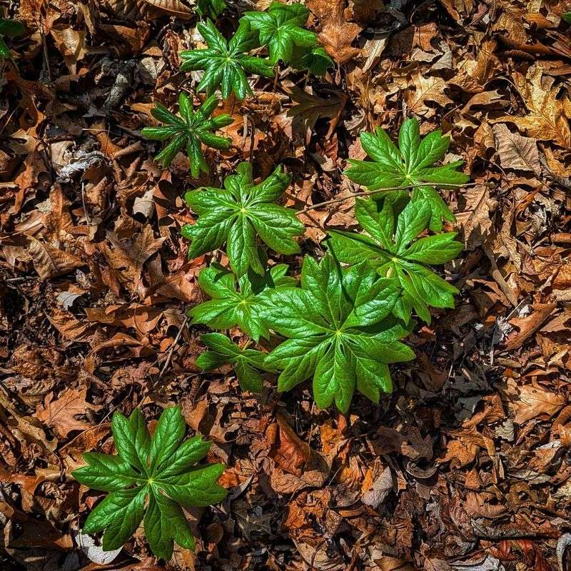 Disappearing Foliage Is Often Normal Disappearing Foliage Is Often Normal
