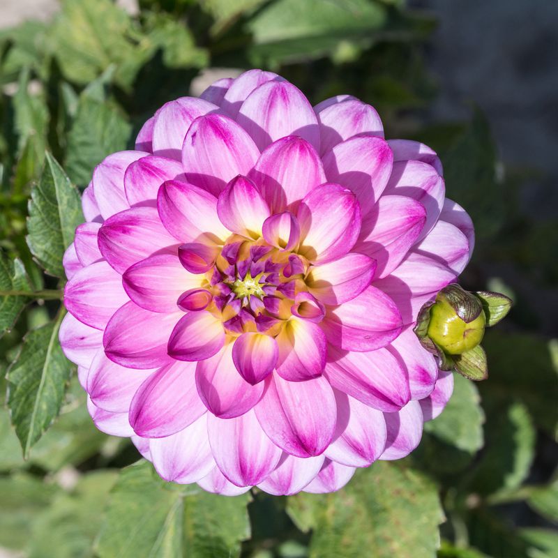 Disbud Side Buds For Fewer But Bigger Flowers