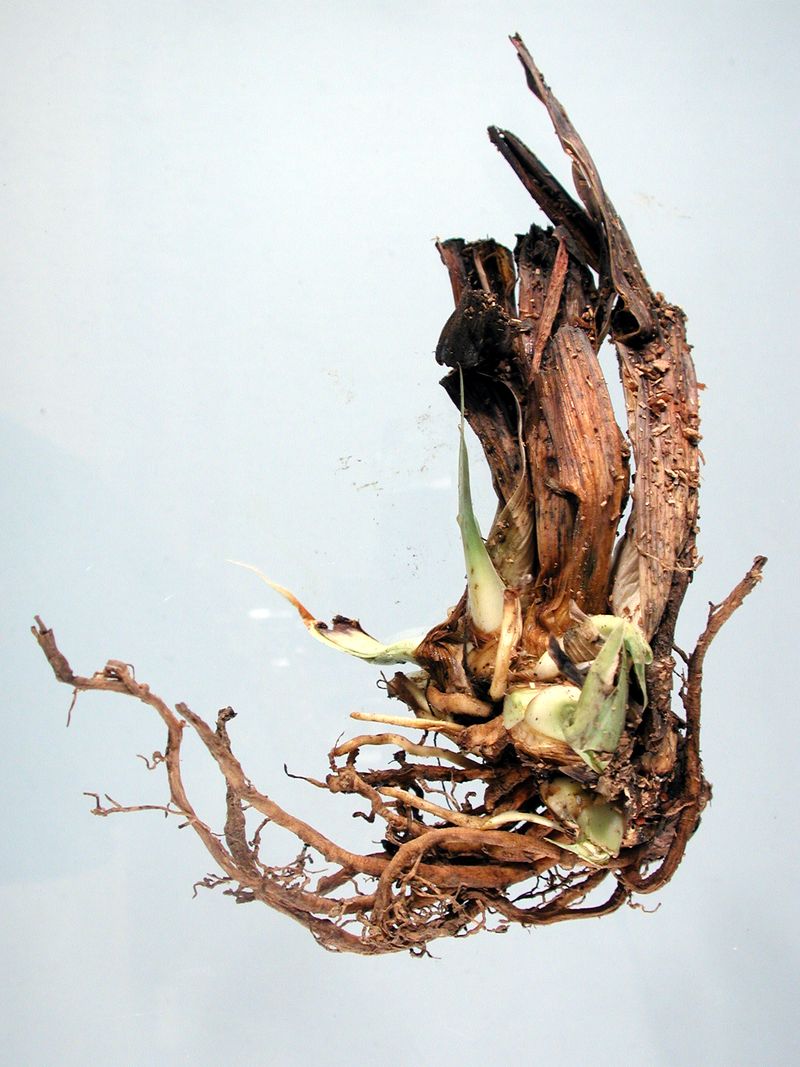 Discard Old, Woody, Or Rotten Centers