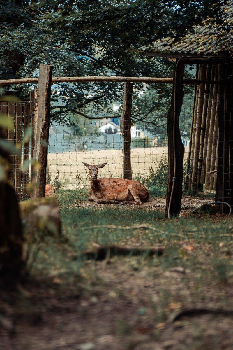 Discourage Deer With Fencing Discourage Deer With Fencing