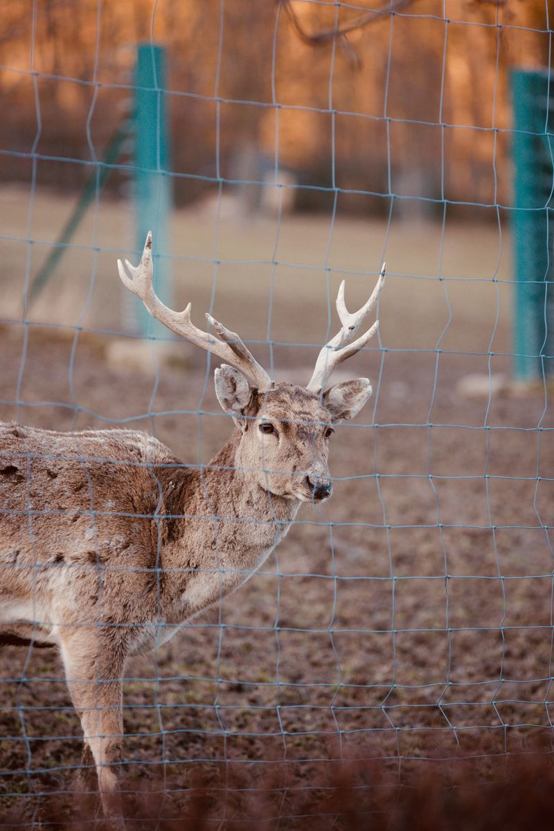 Discouraging Deer With Fencing Or Other Barriers Discouraging Deer With Fencing Or Other Barriers