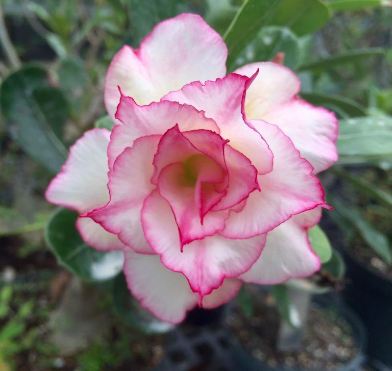 Discover Why Desert Roses Steal The Show