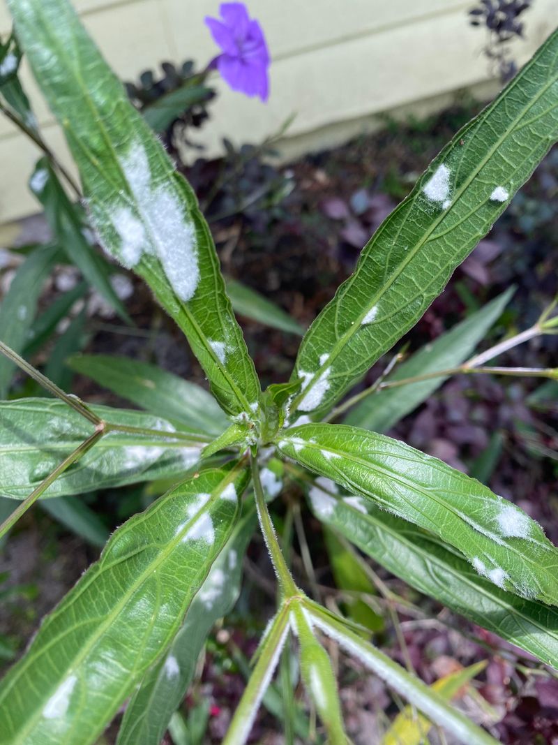 Disease Pressure Is Rising In Humidity Disease Pressure Is Rising In Humidity