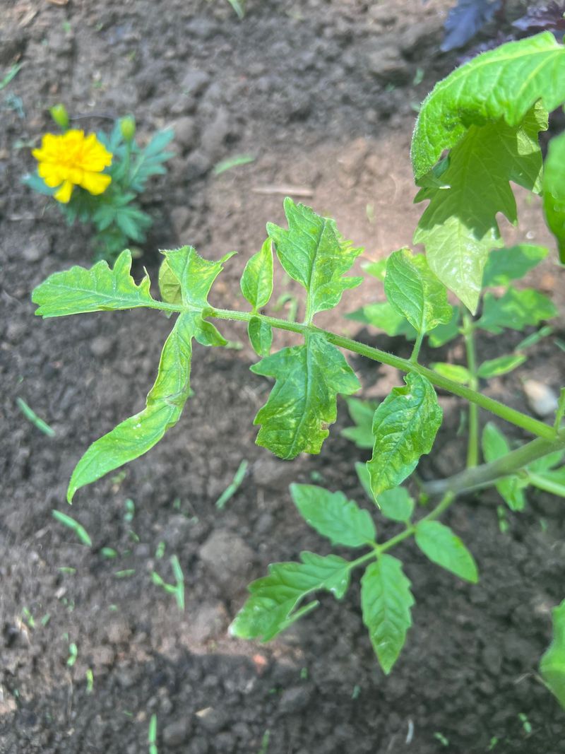 Disease Pressure Was Already Building Before Symptoms Appeared