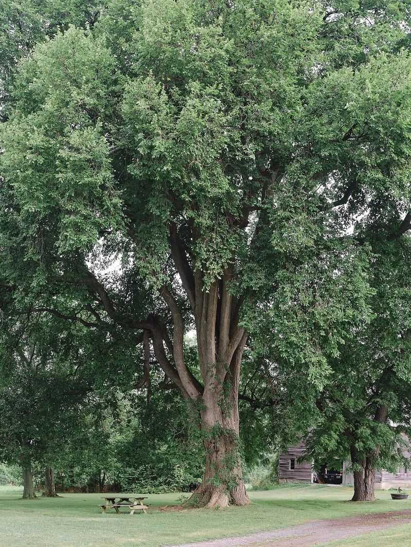 Disease-Resistant American Elm Restores Classic Street Form Disease-Resistant American Elm Restores Classic Street Form