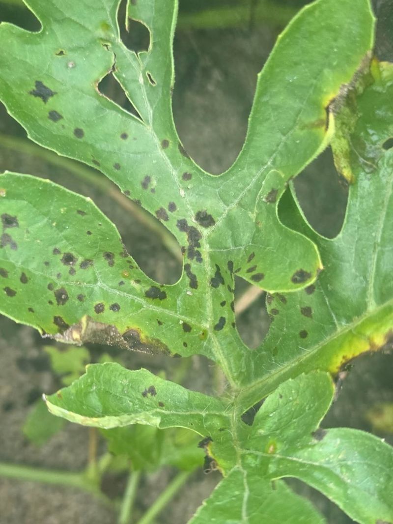 Disease Spots Spread Differently Disease Spots Spread Differently