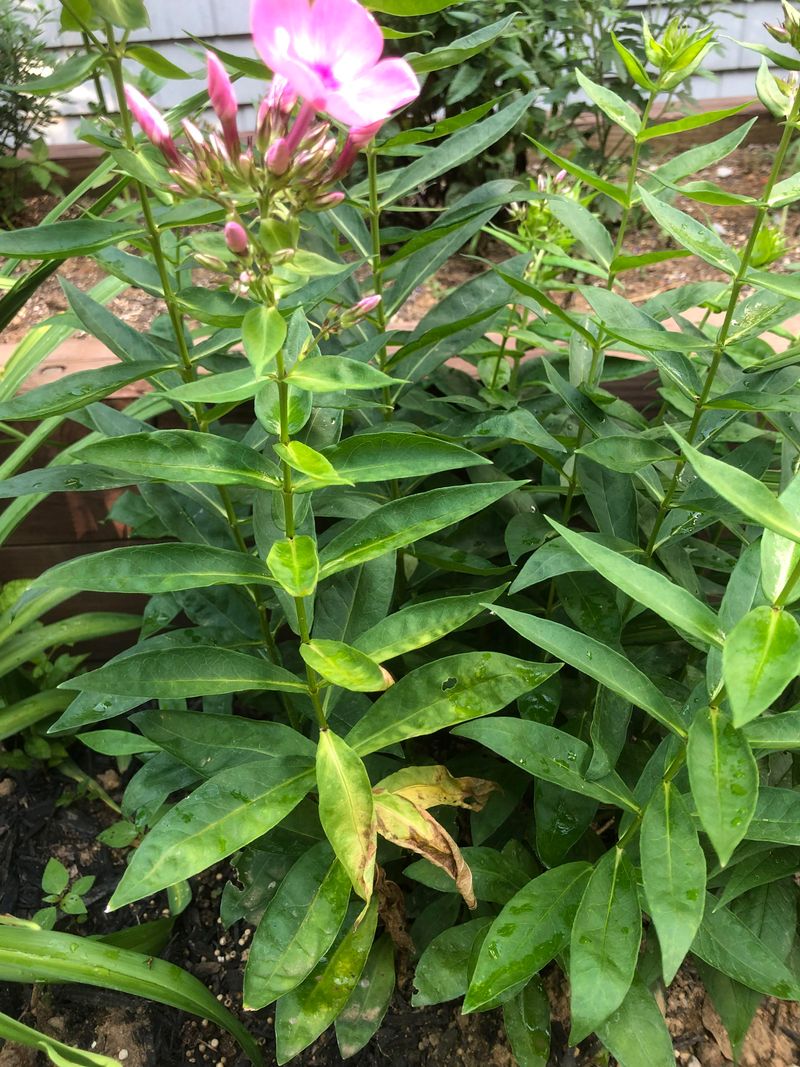 Diseased Perennial Foliage Spreads Problems Into Next Year Diseased Perennial Foliage Spreads Problems Into Next Year
